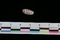 藏品(寶螺)的圖片